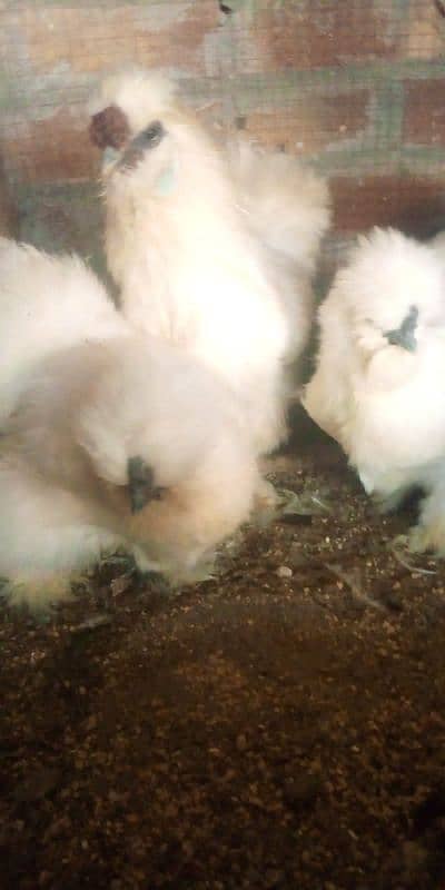 White silkie and Thai aseel chicks only wattsaap 03114524242 8