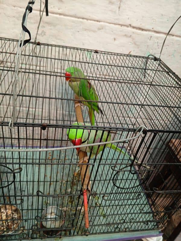 parrot 0