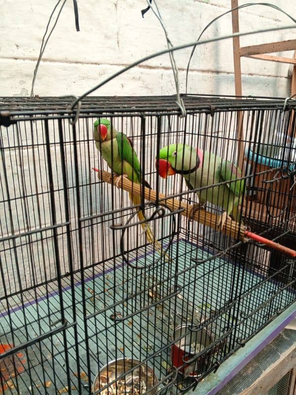 parrot 1