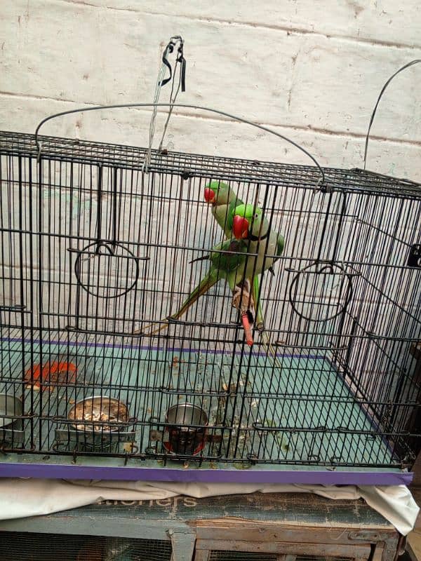 parrot 4