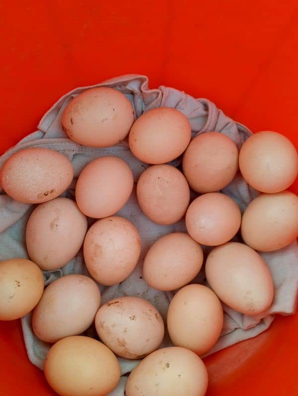 selling eggs first braiding 6