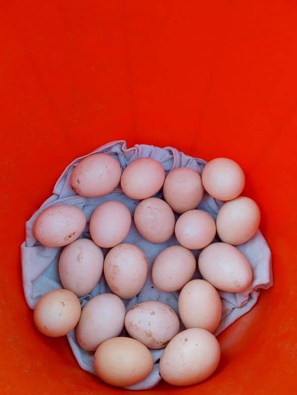 selling eggs first braiding 7