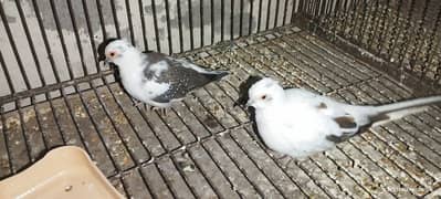 Red pied diamond dove & Silver java