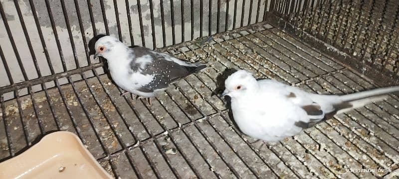 Red pied diamond dove & Silver java 0