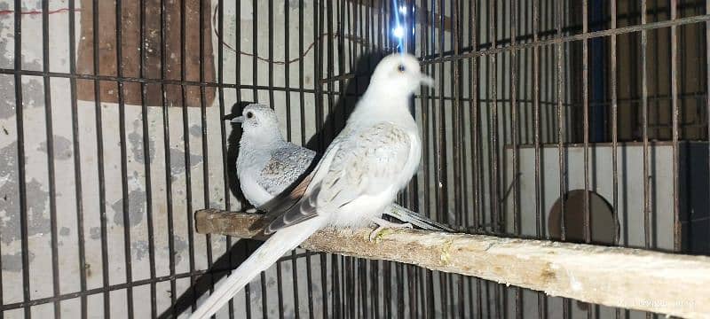 Red pied diamond dove & Silver java 3