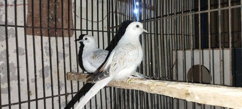 Red pied diamond dove & Silver java 4