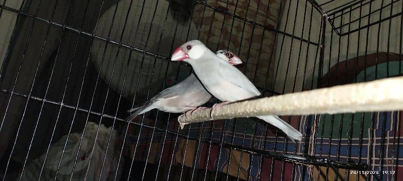 Red pied diamond dove & Silver java 5