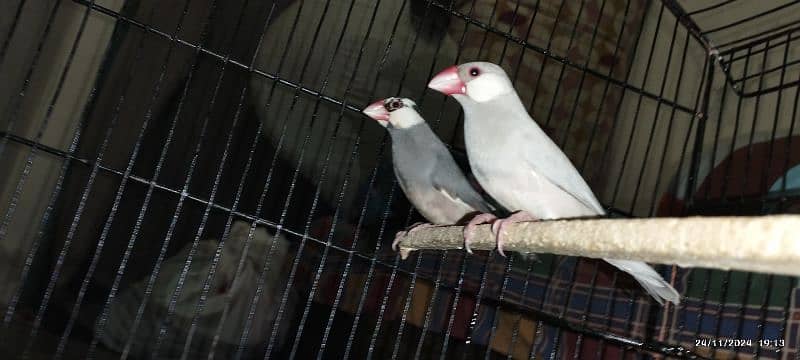 Red pied diamond dove & Silver java 6