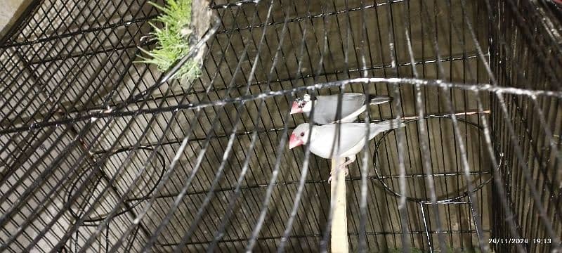 Red pied diamond dove & Silver java 7