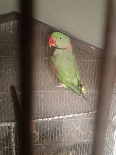 Kashmiri Raw parrot