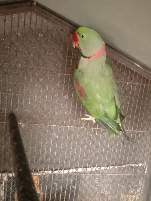 Kashmiri Raw parrot 1