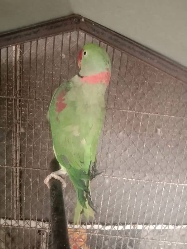 Kashmiri Raw parrot 2