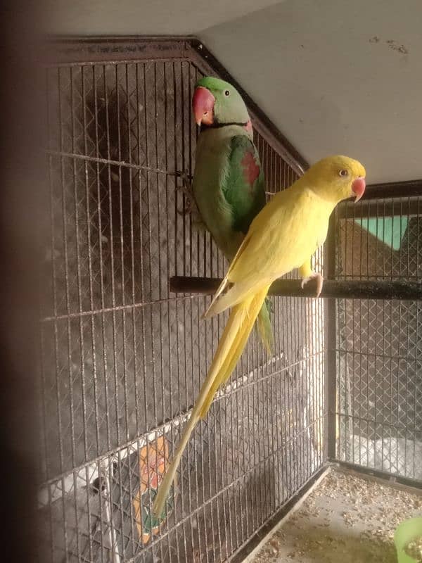 Kashmiri Raw parrot 3