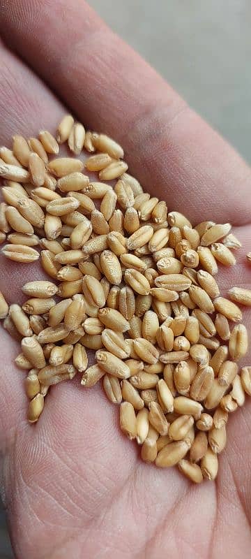 Wheat,Pure Wheat,Gandum kamaha, Lahore 0