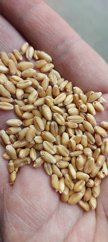 Wheat,Pure Wheat,Gandum kamaha, Lahore 1