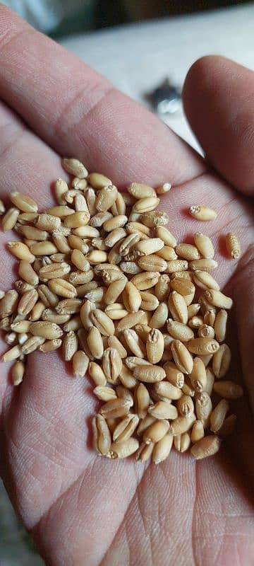 Wheat,Pure Wheat,Gandum kamaha, Lahore 2