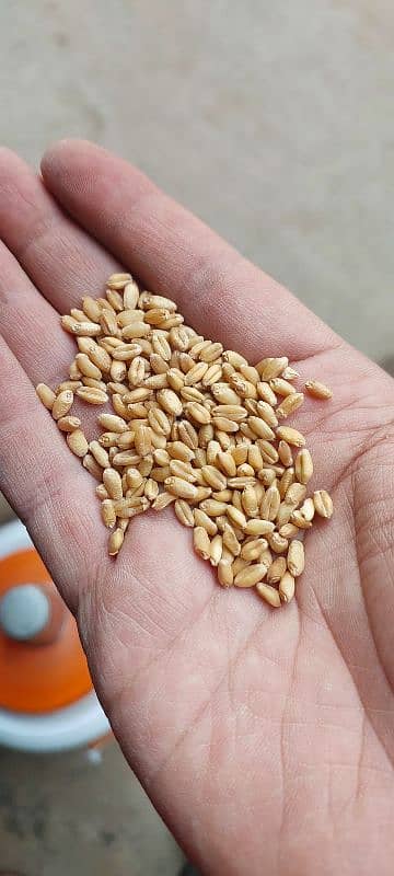 Wheat,Pure Wheat,Gandum kamaha, Lahore 3