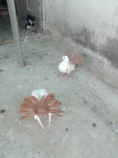 Pigeon redtail chicks