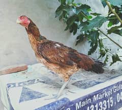 high quality Thai cross Hen