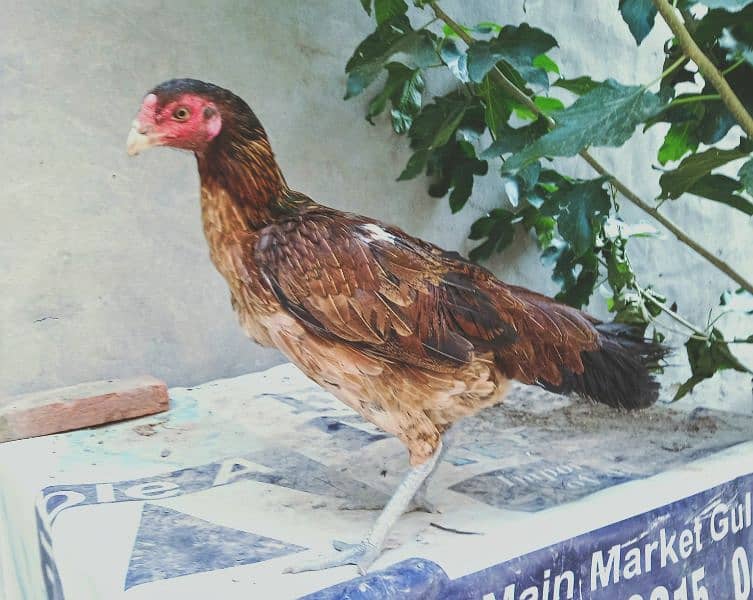 high quality Thai cross Hen 1