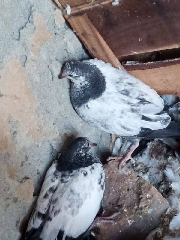 pigeon for sale 0