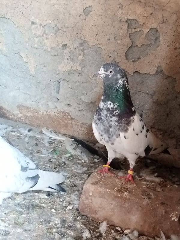 pigeon for sale 1