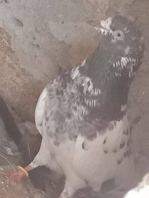 pigeon for sale 3