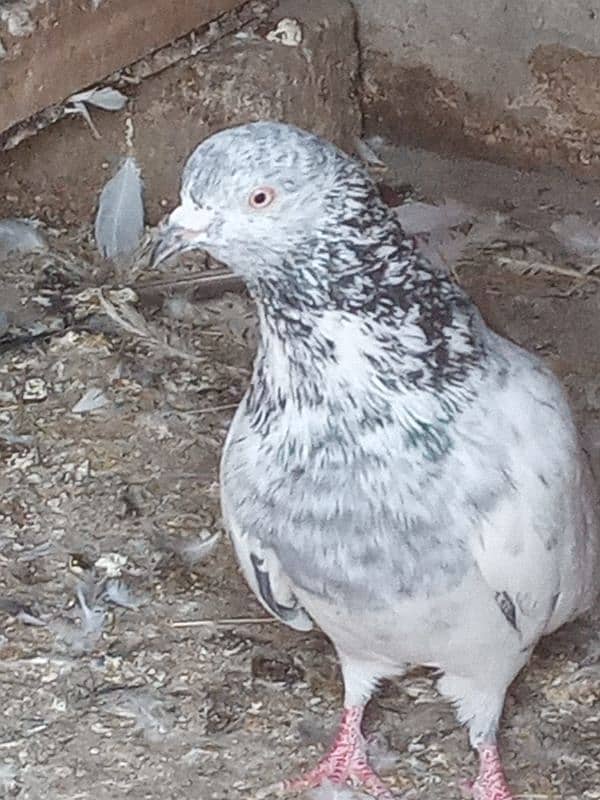 pigeon for sale 4