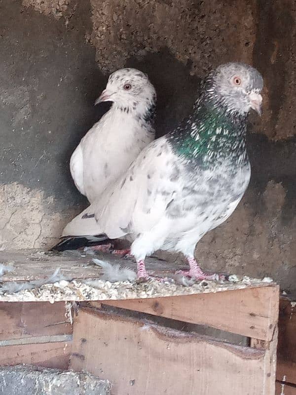 pigeon for sale 5