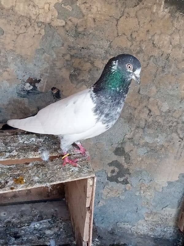 pigeon for sale 6