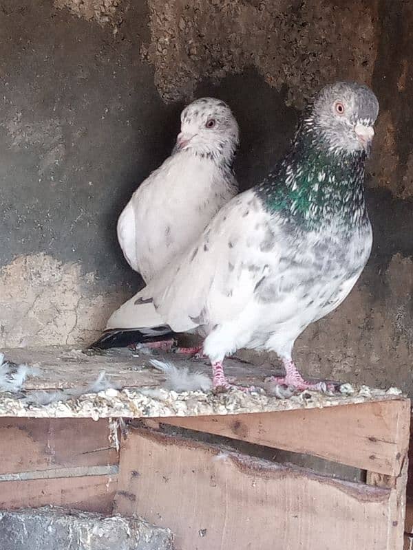 pigeon for sale 7