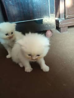 parsian cats