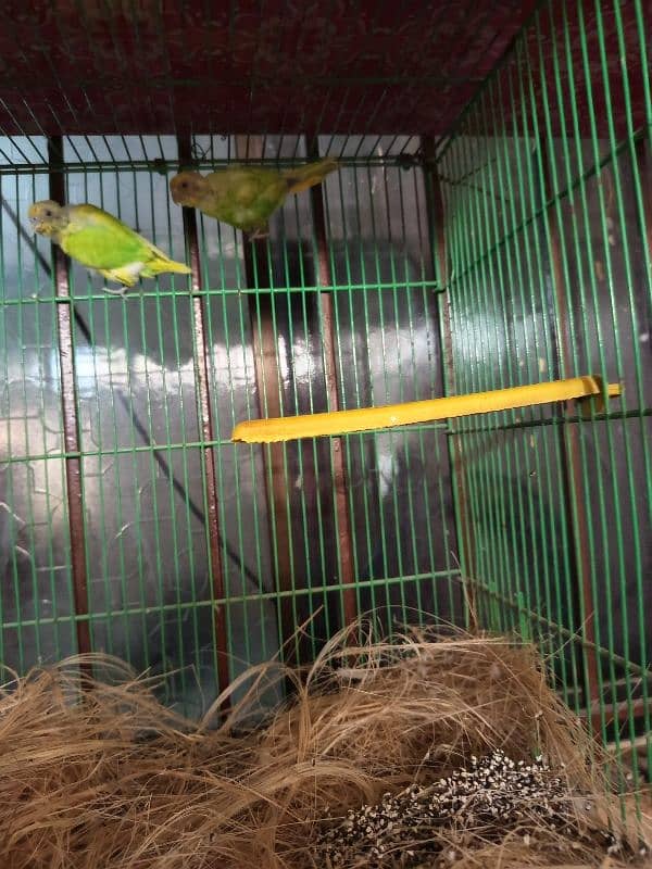 Albaino and Australia parrot 3