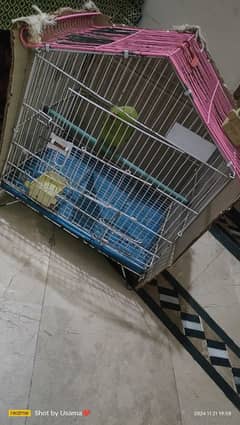 Cage Parrot