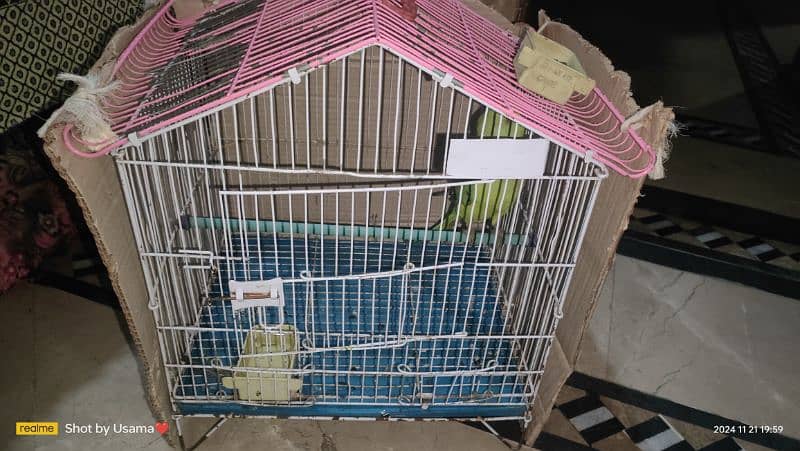 Cage Parrot 1