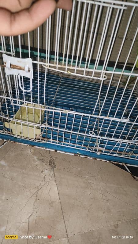 Cage Parrot 3