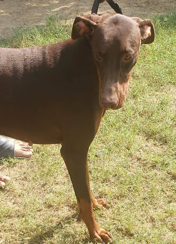 Doberman female 2