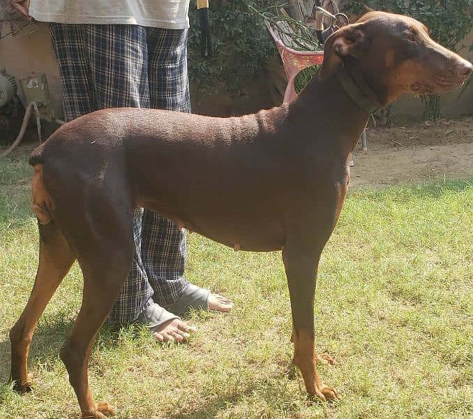 Doberman female 3