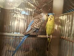 Adult Budgie pair (Breeder pair)