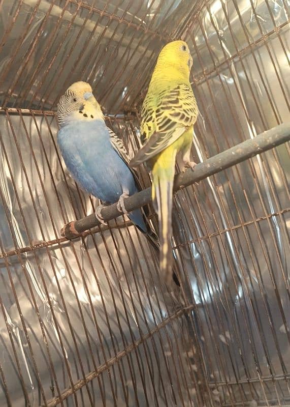 Adult Budgie pair (Breeder pair) 1