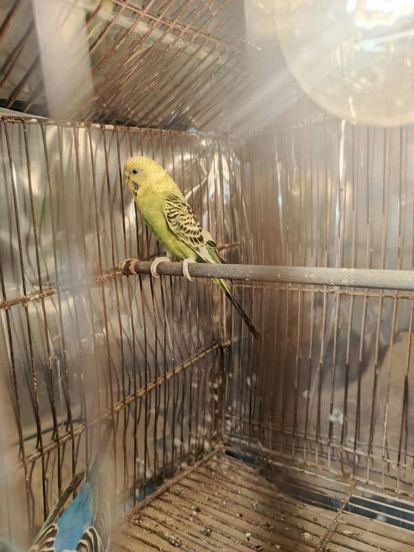 Adult Budgie pair (Breeder pair) 2