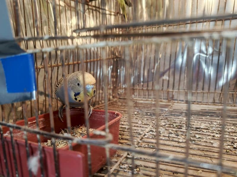 Adult Budgie pair (Breeder pair) 3