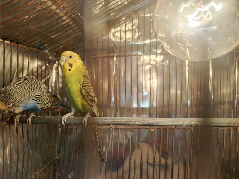 Adult Budgie pair (Breeder pair) 4