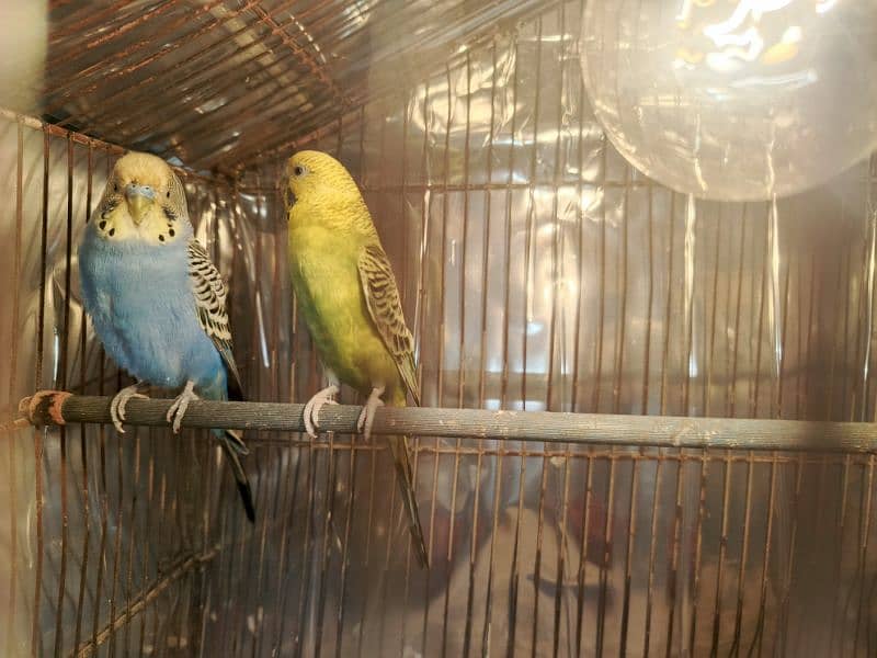 Adult Budgie pair (Breeder pair) 5