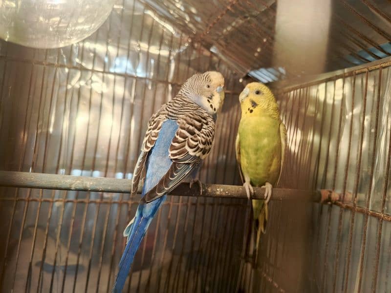 Adult Budgie pair (Breeder pair) 6