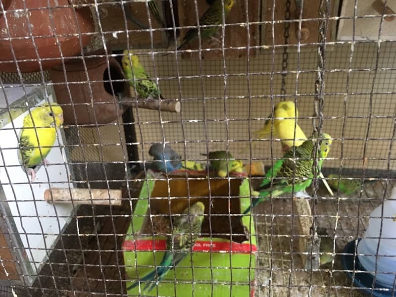 australian budgies 0