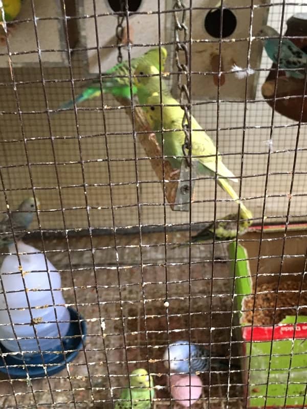 australian budgies 1