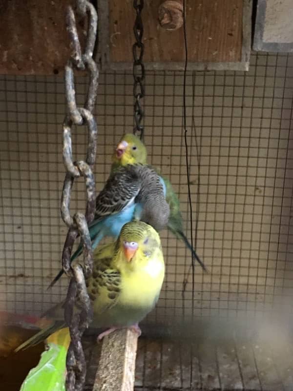 australian budgies 2