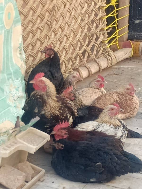 mix breed ha misri murga or lohman brown hen 1