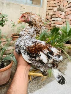 ASEEL CHICKS AVAILABLE 2 MALE 1 FEMALE